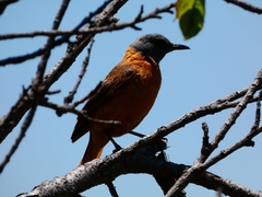 Monticola rupestris