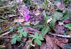 Pulmonaria affinis