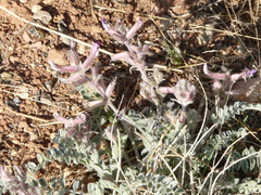 Astragalus mollissimus