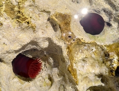 Actinia mediterranea