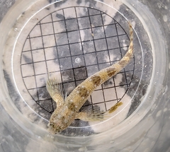 Coryphoblennius galerita