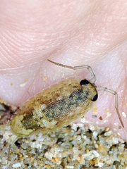 Ligia oceanica
