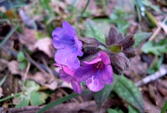 Pulmonaria affinis