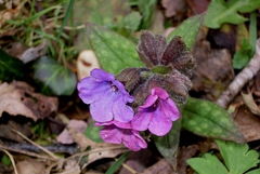 Pulmonaria affinis