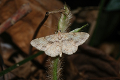 Psilalcis galsworthyi