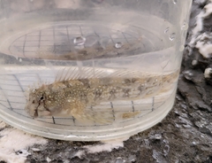 Coryphoblennius galerita