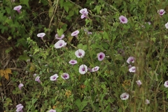 Ipomoea batatas