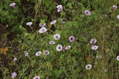Ipomoea batatas