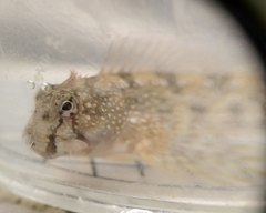 Coryphoblennius galerita