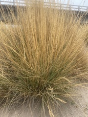 Festuca chrysophylla