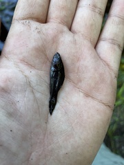 Aphredoderus sayanus