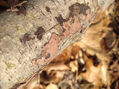 Hypoxylon rubiginosum