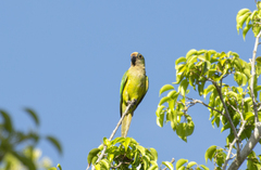 Eupsittula aurea