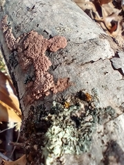 Hypoxylon rubiginosum