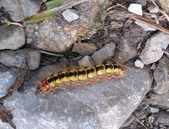 Acronicta euphorbiae