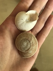Iberus gualtieranus gualtieranus