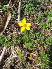 Bidens triplinervia