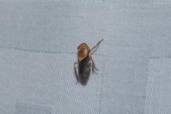 Drabescus