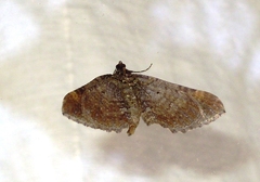 Earophila badiata