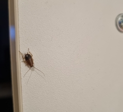 Ectobius vittiventris