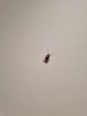 Ectobius vittiventris