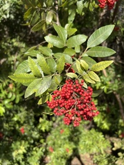Schinus terebinthifolia