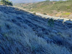 Santolina semidentata