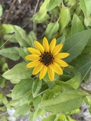Helianthus debilis