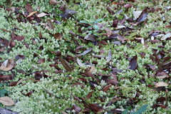 Sphagnum imbricatum