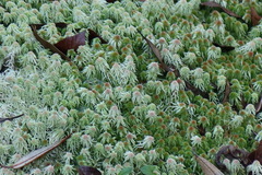 Sphagnum imbricatum