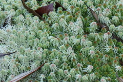 Sphagnum imbricatum