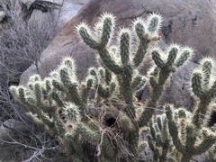 Cylindropuntia wolfii