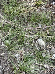Carex planostachys