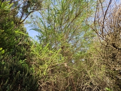 Adenocarpus foliolosus