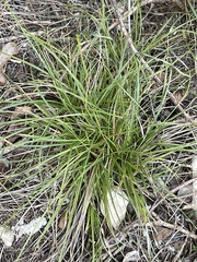 Carex planostachys