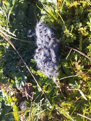 Thaumetopoea herculeana