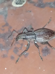 Naupactus xanthographus