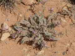 Astragalus mollissimus
