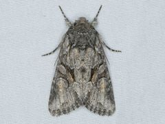 Lacinipolia acutipennis