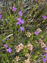 Lobelia setacea