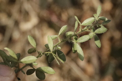 Chamaecytisus hirsutus