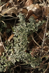 Chamaecytisus hirsutus
