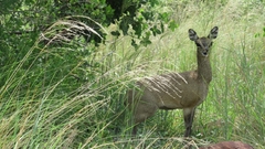Oreotragus oreotragus transvaalensis