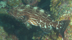 Mycteroperca bonaci