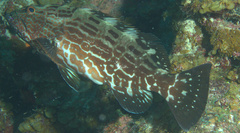 Mycteroperca bonaci