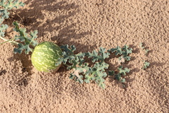 Citrullus colocynthis