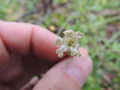 Silene douglasii