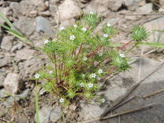 Navarretia intertexta