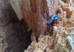 Barbitistes serricauda