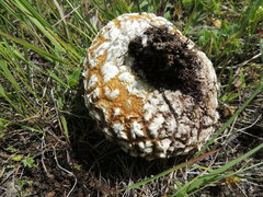 Calbovista subsculpta